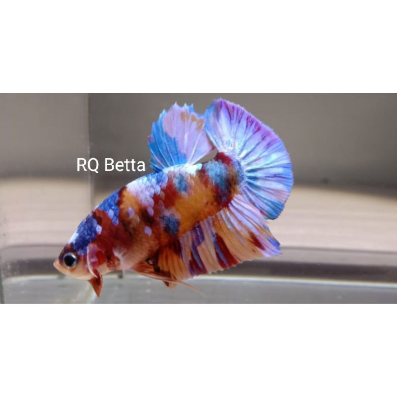 Cupang Nemo Candy Multycolor