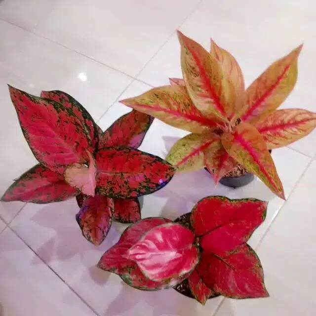 Paket 3 jenis bunga aglonema big apel red anjamani Paket 3 jenis bunga aglonema big apel red anjamani