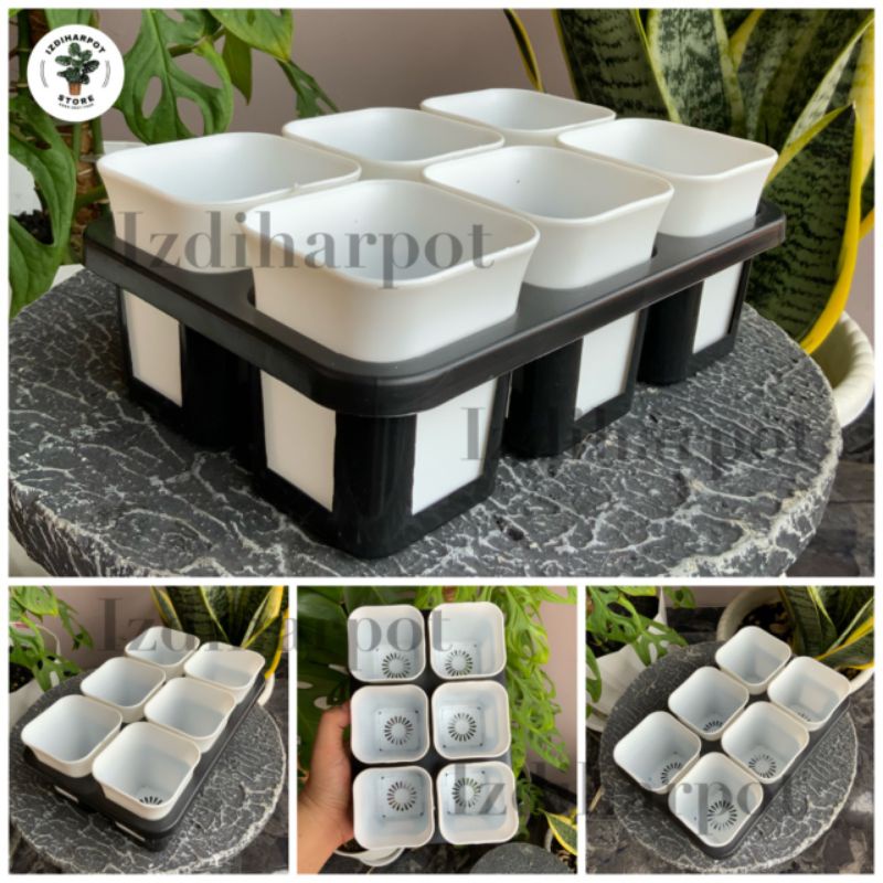 1 set Tray + POT BUNGA NKT KOTAK 7 CM PUTIH | tray semai bibit