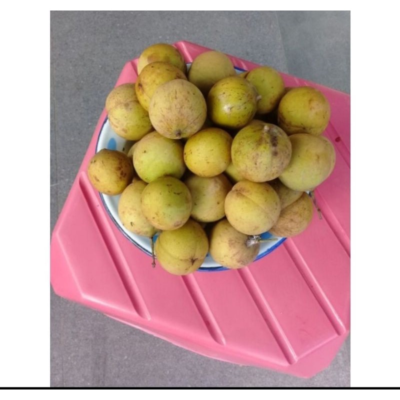 

buah pala segar 1kg