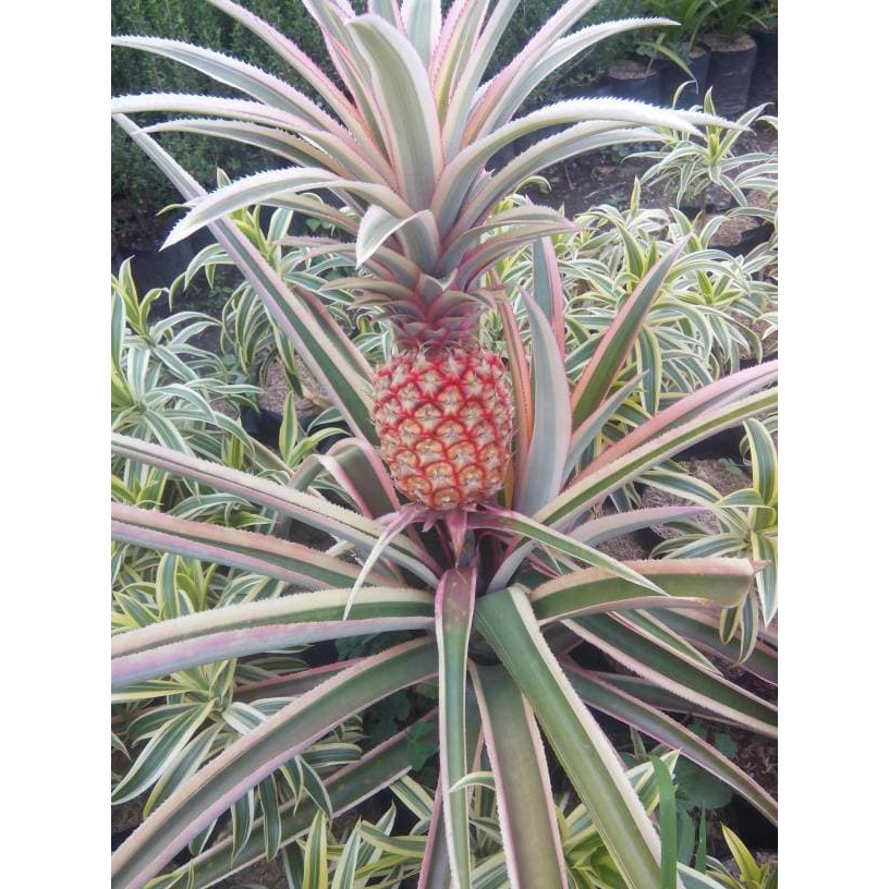 Tanaman Jadi  Tanaman Nanas Merah