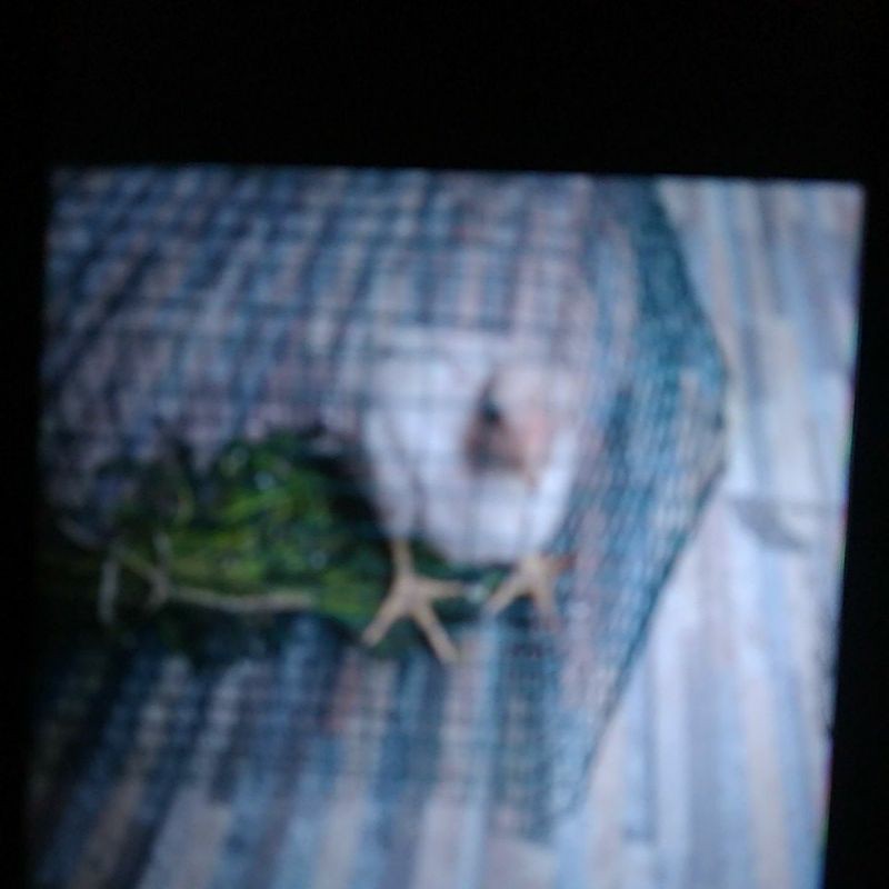 ayam bangkok peranakan putih