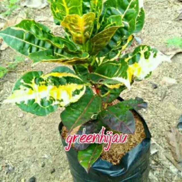 Bibit kembang puring kura-kura