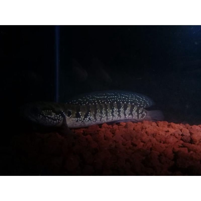 ikan chana ws ws ws ws