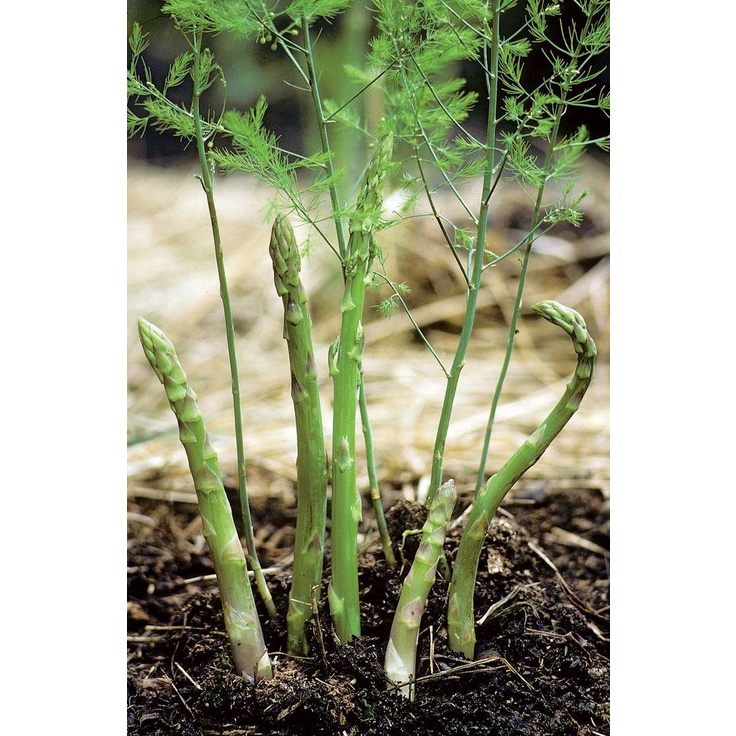 2 Bibit Asparagus Sayur F1 Mary Washington Benih Sayuran Import Super Siap Tanam Unggul Berkualitas-1