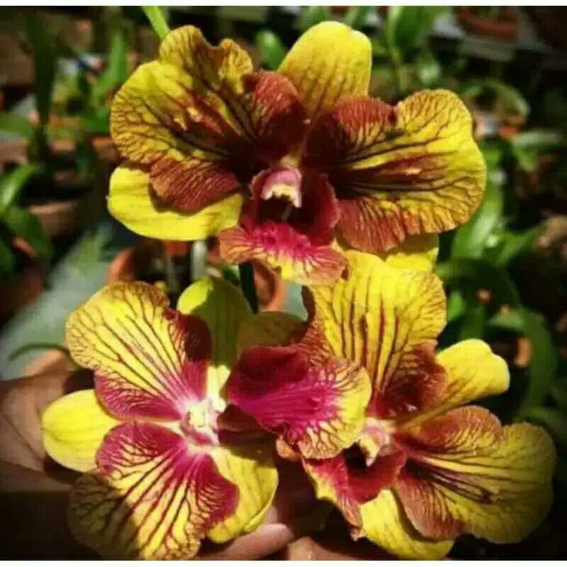 TANAMAN HIAS SEEDLING ANGGREK DENDROBIUM GROSY