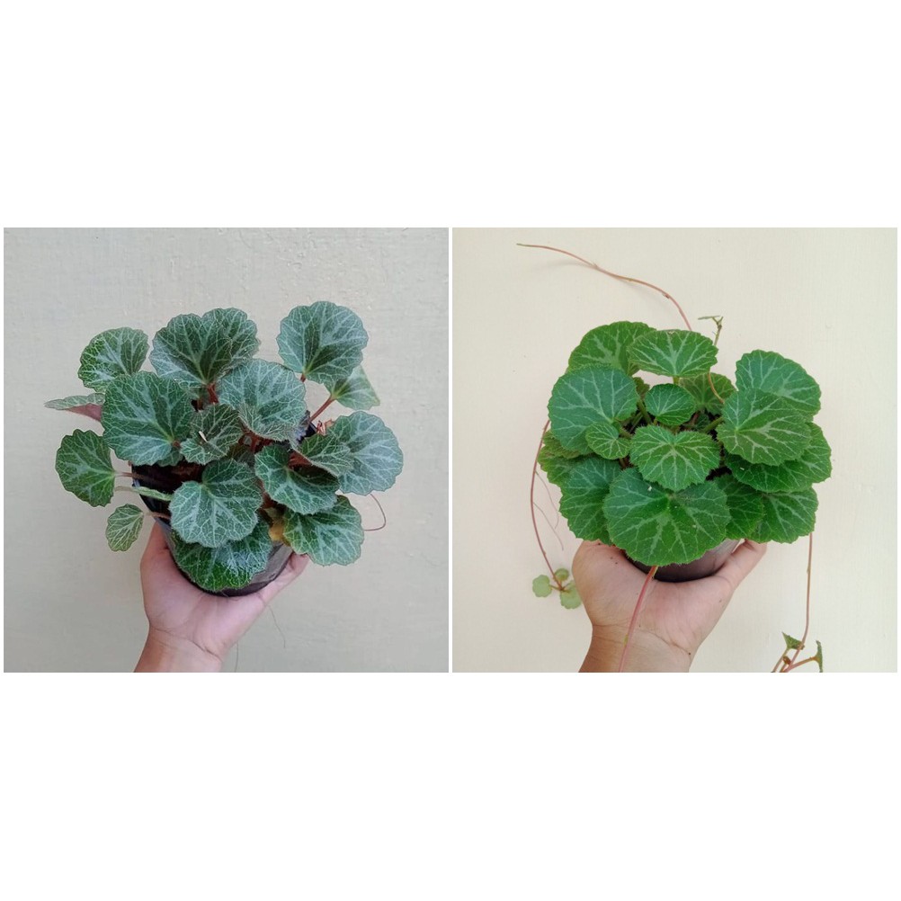Tanaman Hias Begonia Strawberry Merah/Hijau