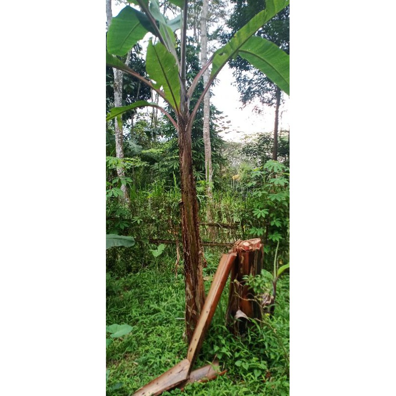 PISANG KIDANG (PISANG MERAH)