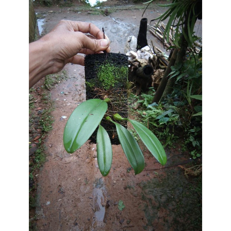 anggrek Bulbophyllum blumai