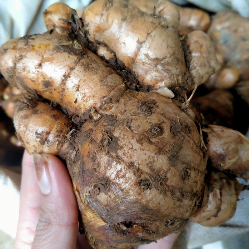 

Temulawak / Temulawak segar / Temulawak fresh (1 kg)