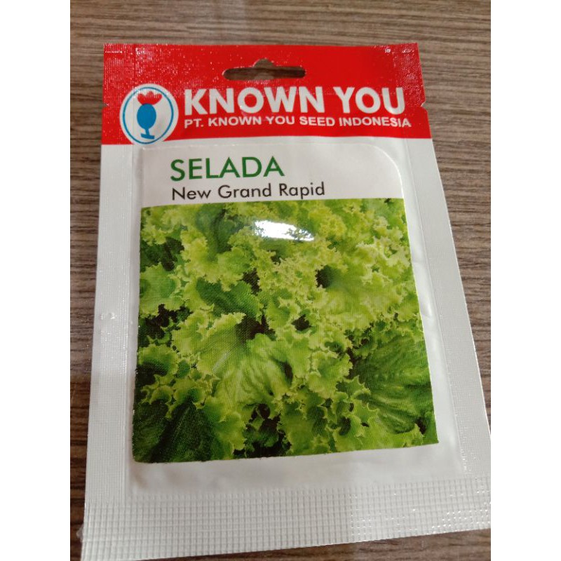 Bibit Selada