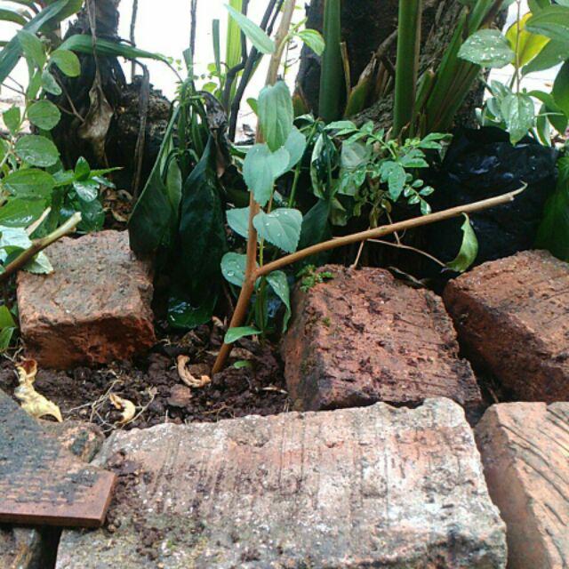 Bidara Arab Unggul Bercabang (luar Jawa Wajib Jne)