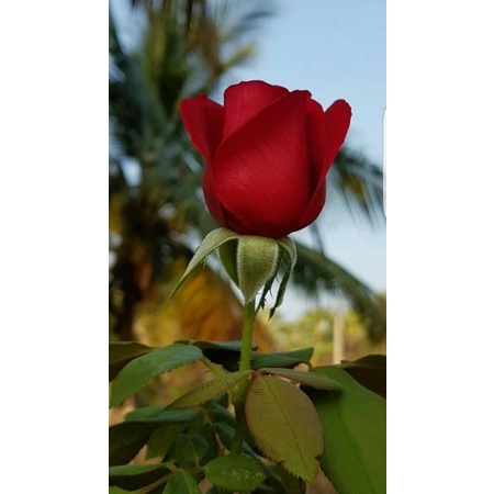 mawar holland merah (bibit)