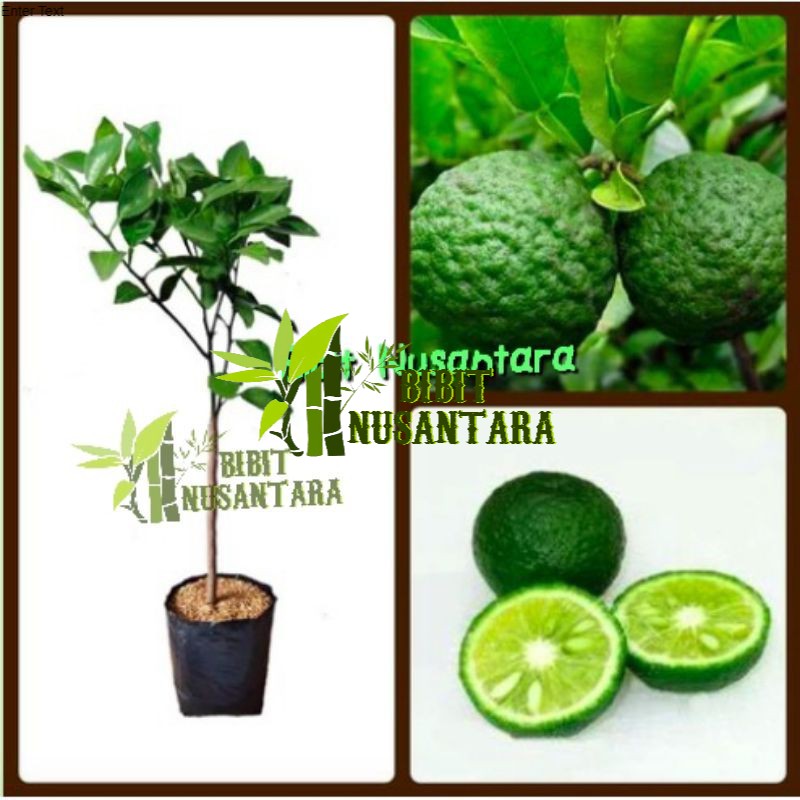 Bibit jeruk nipis jeruk pecel Super murah// 300gram.. 1kg muat 4 bibit