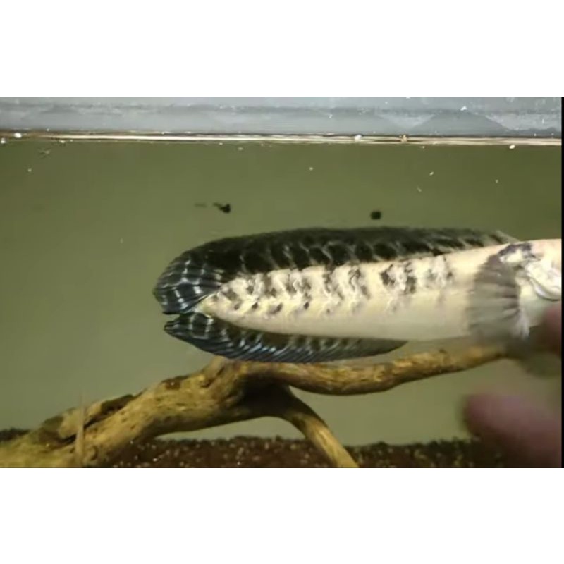 CHANNA MARU YELLOW SENTARUM/ UNIK/ NO TAIL/ LANGKA/ 21-22cm