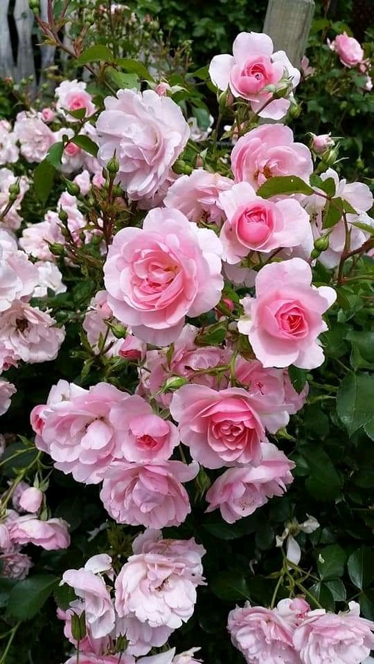 Kemeja Batik Pria Lengan Panjang Size M L Xl Xxl  Bswart Batik Hrb026 Kenongo Hem Panjang Padi