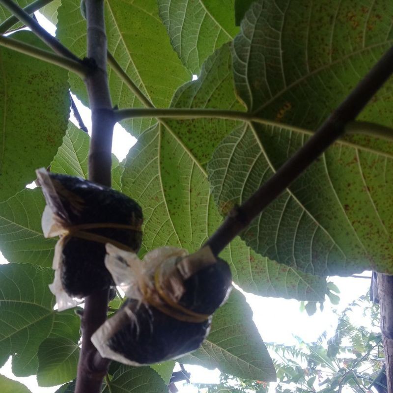 fc buah tin jenis hava