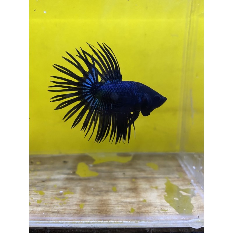 

Crowntail Blackorchid