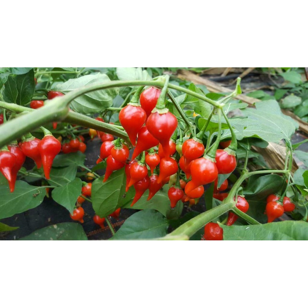 Benih Bibit Biji - Cabai Red Chupetinho Merah Biquinho Cabe Susu Bali Sisca Kohl Pepper Seeds