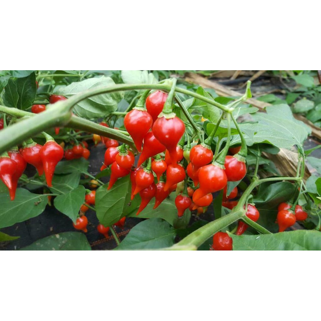 Benih Bibit Biji - Cabai Red Chupetinho Merah Biquinho Cabe Susu Bali Sisca Kohl Pepper Seeds