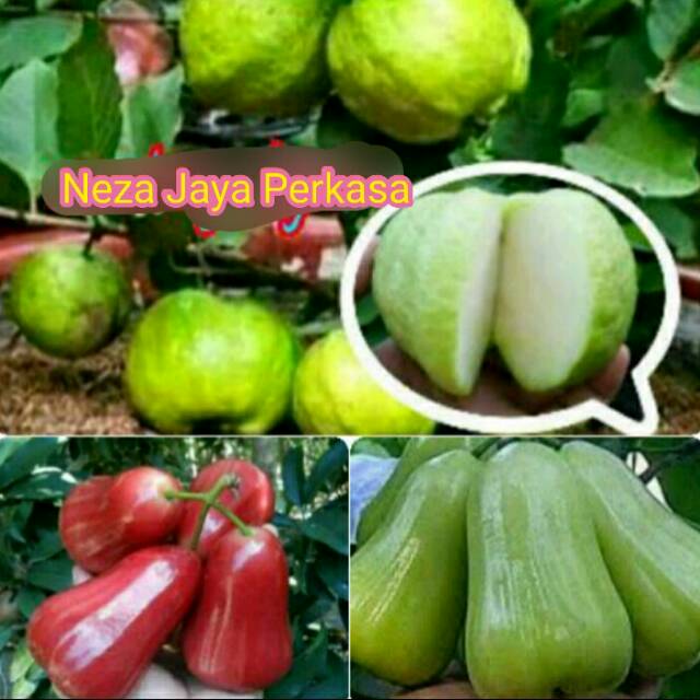 PAKET 3 BATANG JAMBU (JAMBU KRISTAL NON BIJI,MADU MERAH DAN MADU HIJAU)KWALITAS UNGGUL