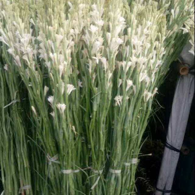 TANAMAN HIAS BUNGA SEDAP MALAM SUPER MURAH bibit sedap malam