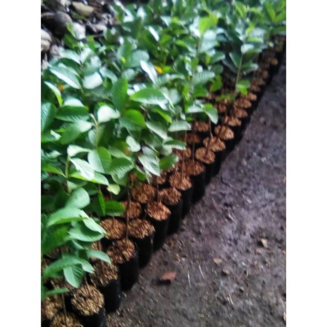 bibit jambu kristal - jambu kristal 1 meter - jambu kristal unggul