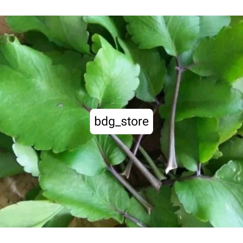 

daun cocor bebek segar 500gram