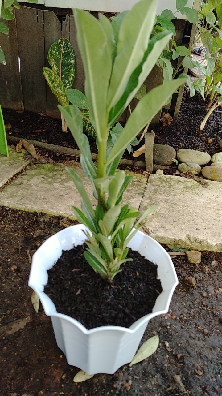 Bibit Adenium Waves Blue Ice Size A