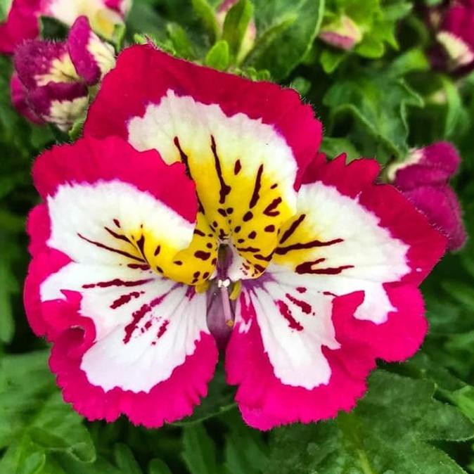 

Populer] Biji Bunga Schizanthus Pinnatus Mix