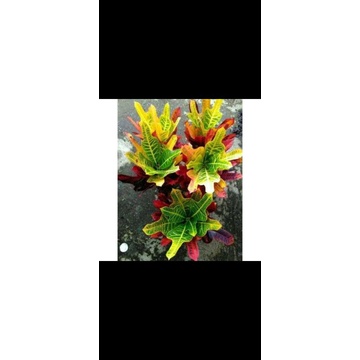 puring // tanaman puring // tanaman puring jet