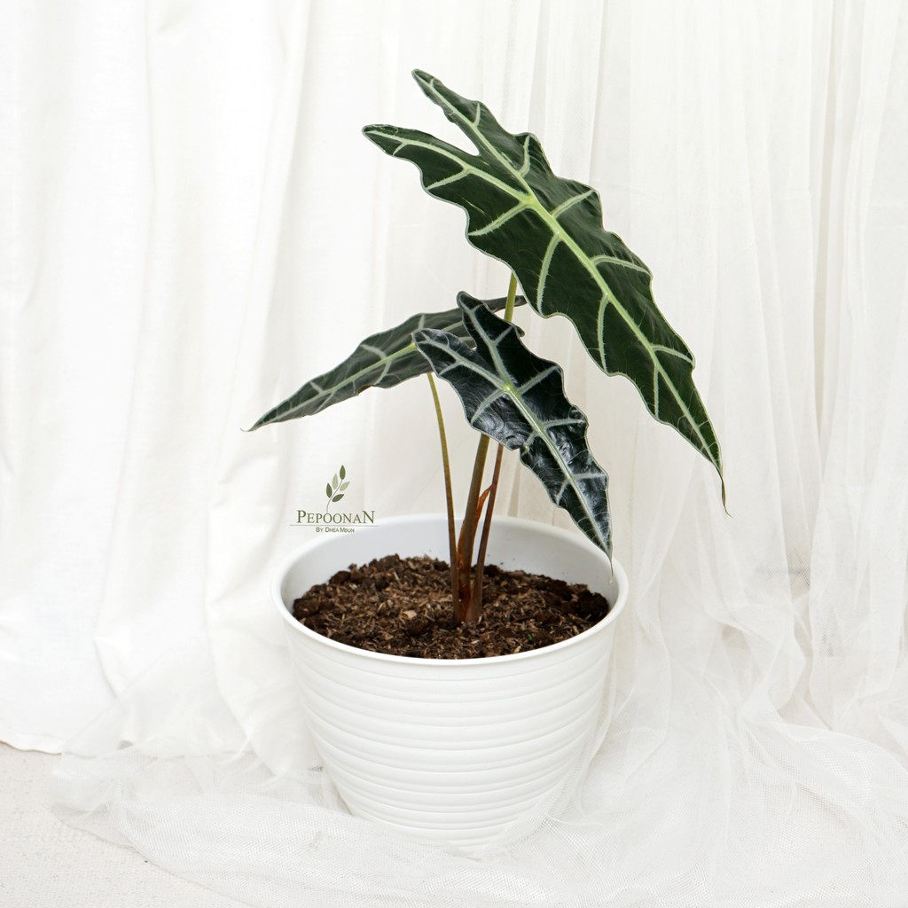 Tanaman Alocasia Amazonica