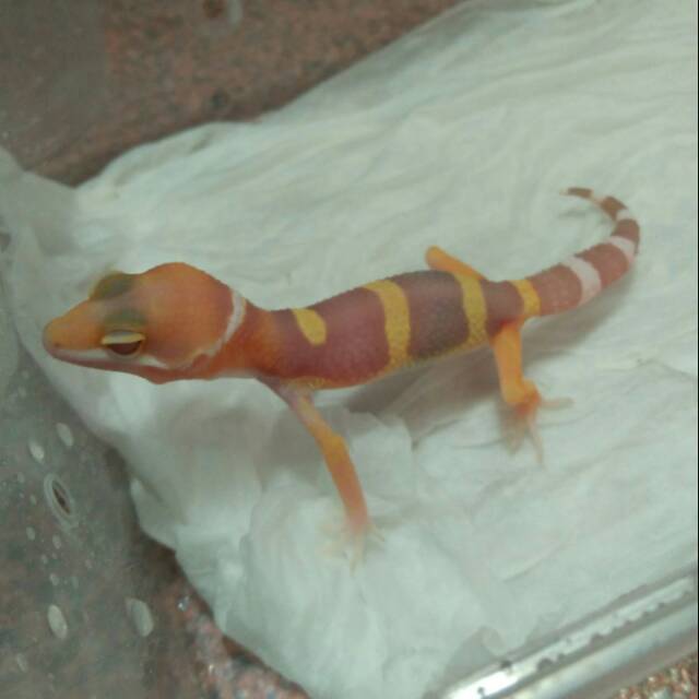 24++ Hewan gecko adalah information