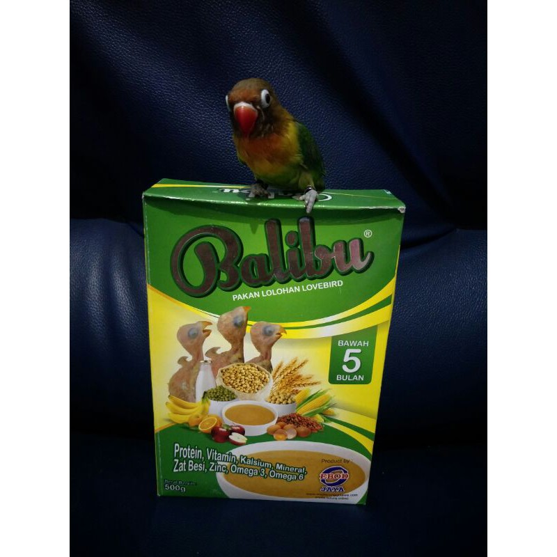 balibu pakan burung lovebird/pakan burung lolohan/ bubur lolohan burung