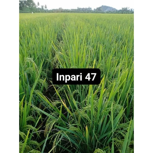 Benih padi INPARI 47