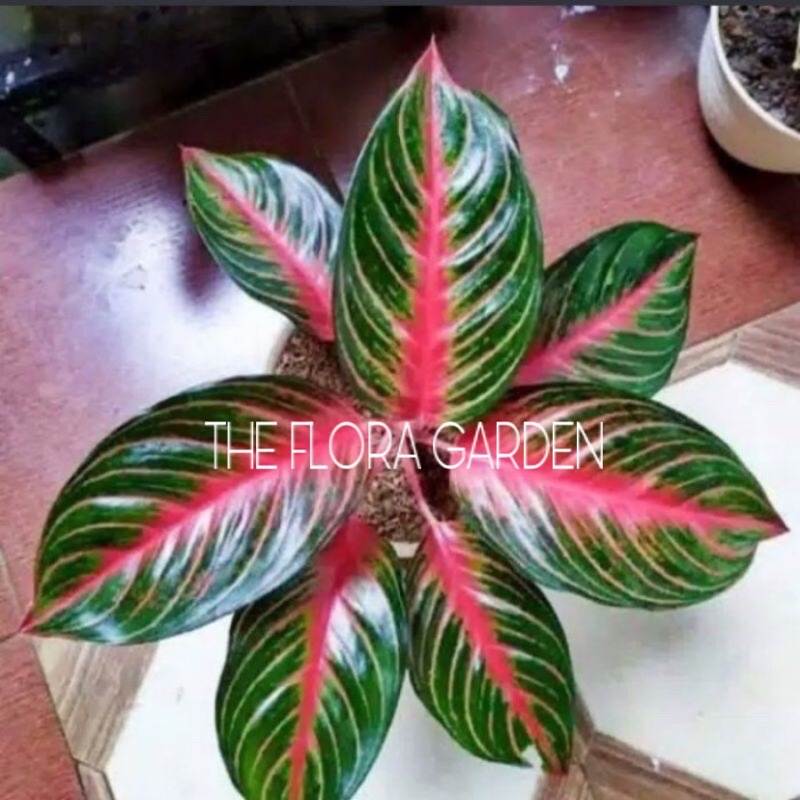 Anakan Aglonema Red borju / Baby aglonema Red Borju