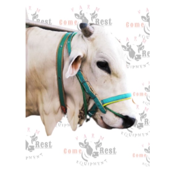 Head Halter Sapi Warna