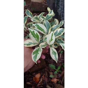 bonsai bahan kimeng varigata