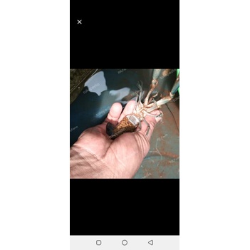 

lobster air tawar gendong telur