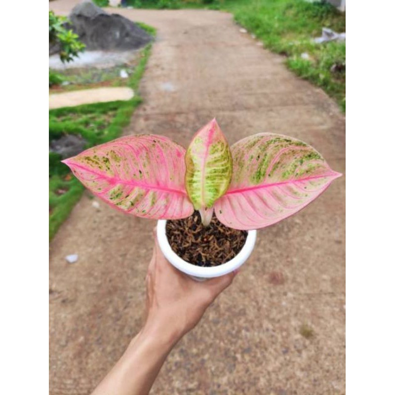 aglonema Romantic love