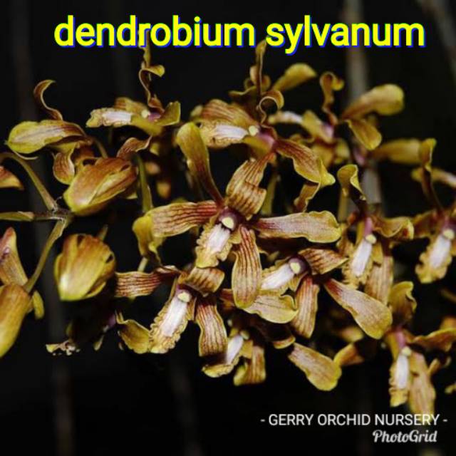 SEEDLING anggrek dendro dendrobium sylvanum silvanum