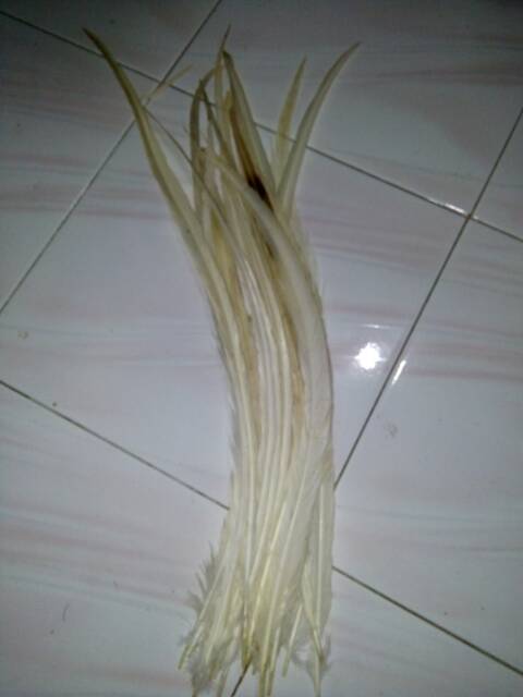 Lancur panjang 45-60cm bahan topi indian harga per biji