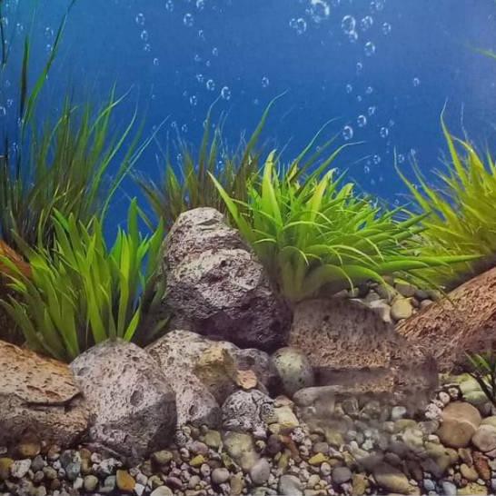 Terpercaya Zc Background Gambar Latar Dasar Sungai Kayu 49 Cm Aquarium Aquascape 4qf Shopee Indonesia