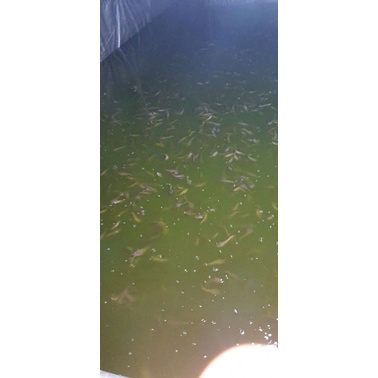

ikan lele konsumsi
