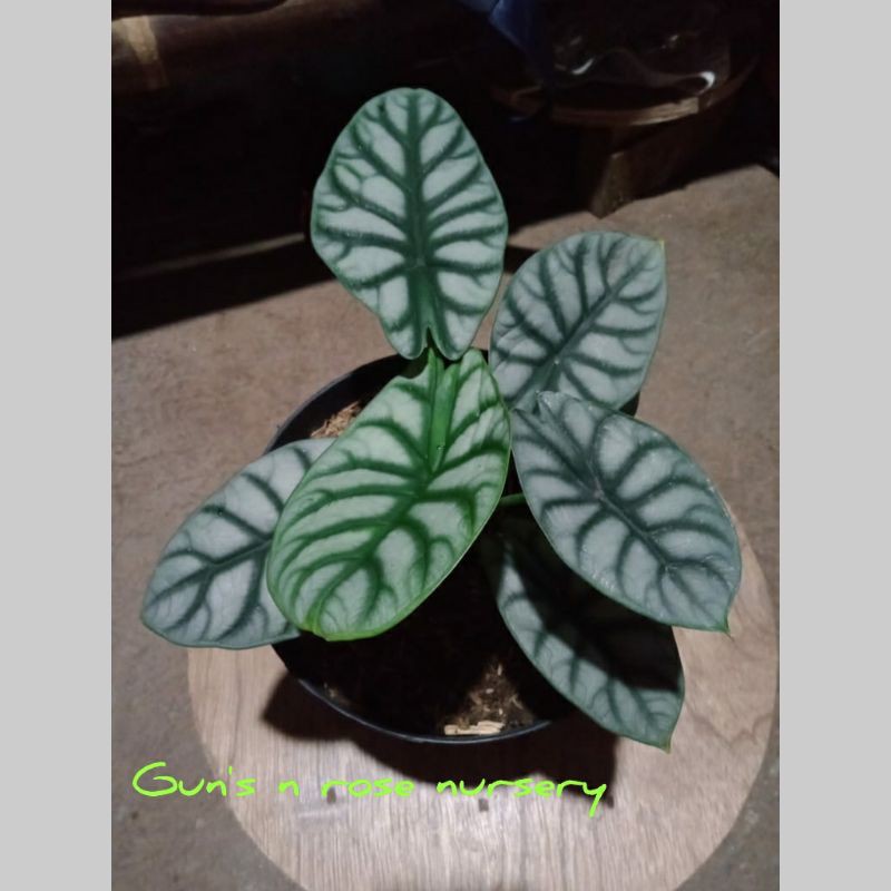 KELADI TENGKORAK SILVER(ORIGINAL)