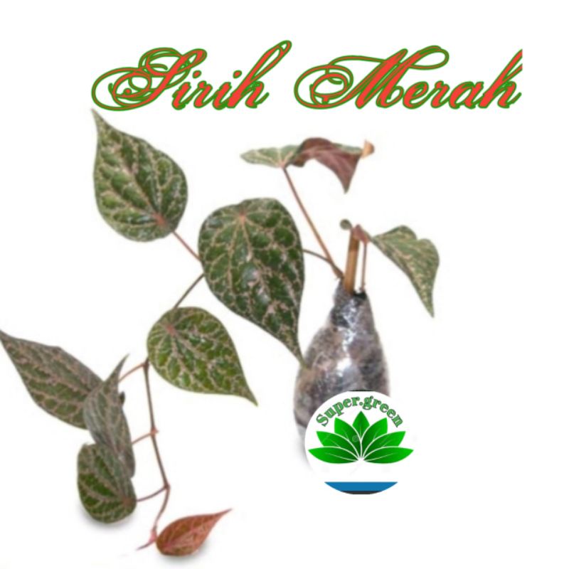 bibit tanaman sirih merah asli