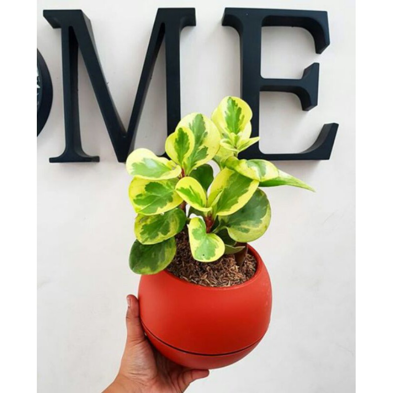 tanaman hias peperomia varigata - peperomia varigata - tanaman hias peperomia