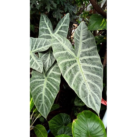 alocasia longiloba silver uk sedang