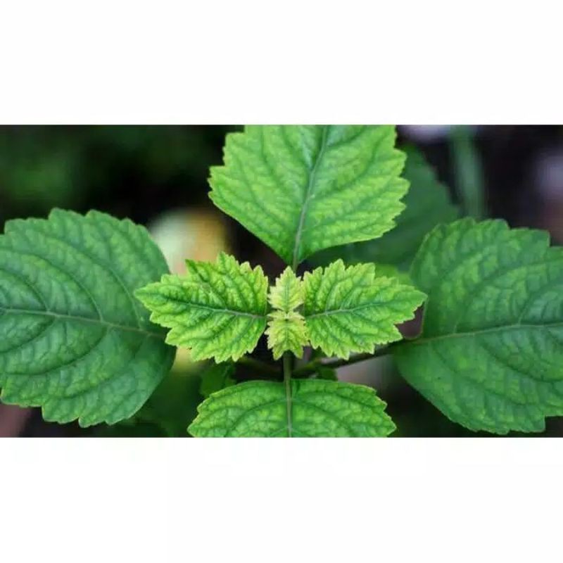 Daun Nilam / daun Patchouli
