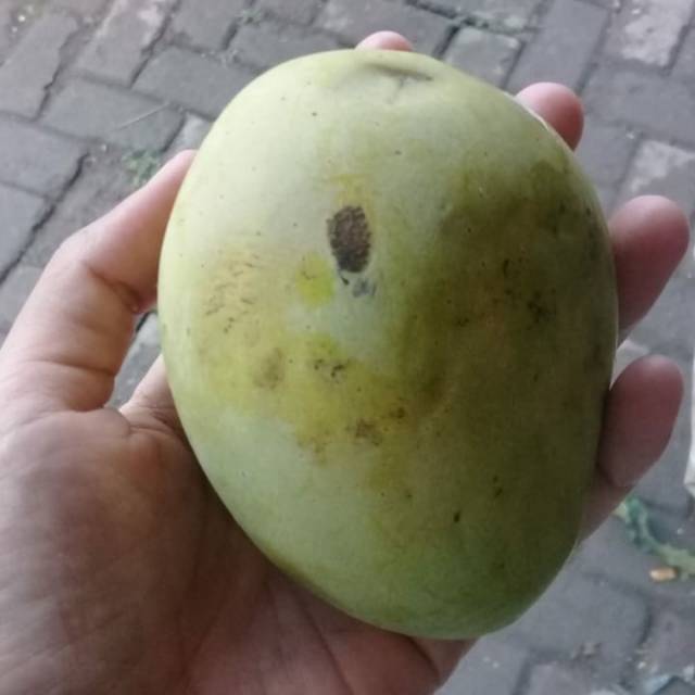 

Mangga Harun Manis